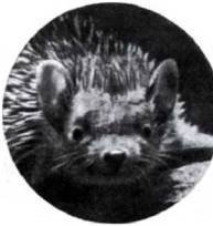 Мир животных Том 1 - i_079.jpg