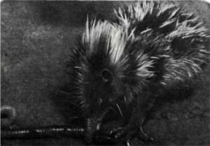 Мир животных Том 1 - i_080.jpg