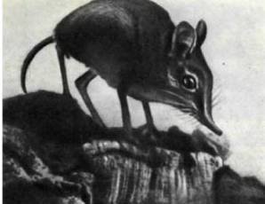 Мир животных Том 1 - i_083.jpg