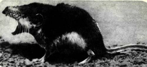 Мир животных Том 1 - i_085.jpg