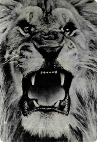 Мир животных Том 1 - i_094.jpg