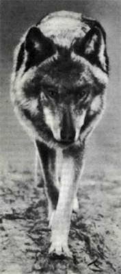 Мир животных Том 1 - i_105.jpg