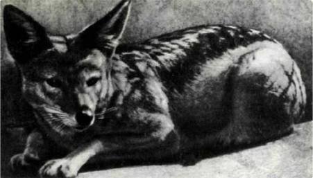 Мир животных Том 1 - i_112.jpg