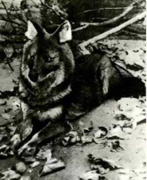 Мир животных Том 1 - i_128.jpg