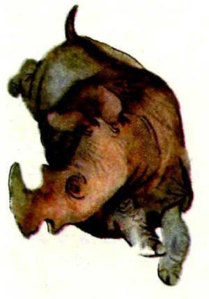 Мир животных Том 1 - i_129.jpg