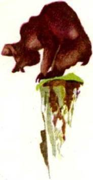 Мир животных Том 1 - i_137.jpg