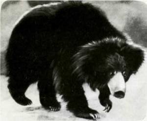 Мир животных Том 1 - i_145.jpg