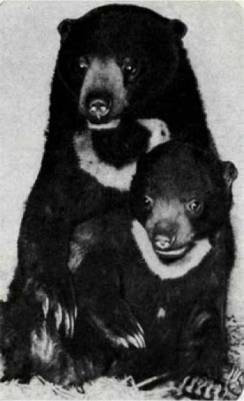 Мир животных Том 1 - i_146.jpg