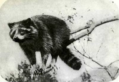 Мир животных Том 1 - i_156.jpg