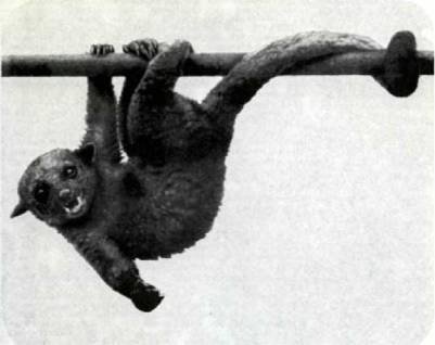 Мир животных Том 1 - i_160.jpg