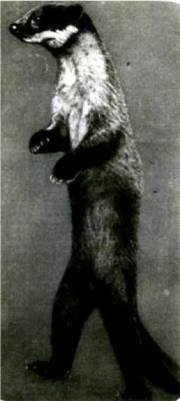 Мир животных Том 1 - i_168.jpg