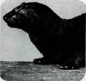 Мир животных Том 1 - i_183.jpg