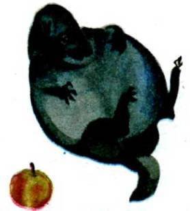 Мир животных Том 1 - i_184.jpg