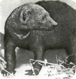 Мир животных Том 1 - i_185.jpg