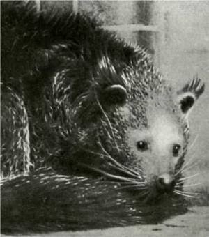 Мир животных Том 1 - i_189.jpg