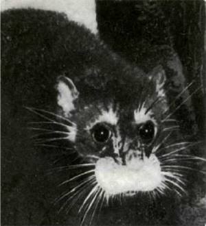 Мир животных Том 1 - i_198.jpg