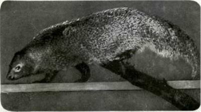 Мир животных Том 1 - i_201.jpg