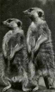 Мир животных Том 1 - i_203.jpg