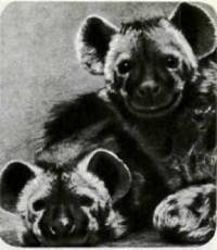 Мир животных Том 1 - i_207.jpg