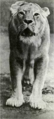 Мир животных Том 1 - i_210.jpg