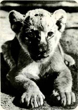 Мир животных Том 1 - i_215.jpg