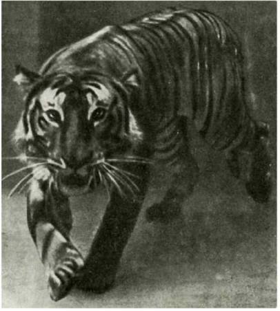 Мир животных Том 1 - i_224.jpg