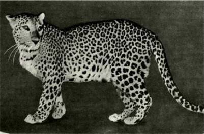 Мир животных Том 1 - i_229.jpg