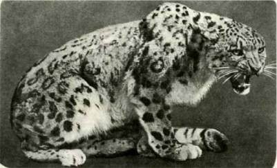 Мир животных Том 1 - i_230.jpg