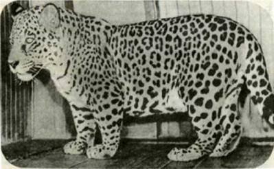 Мир животных Том 1 - i_232.jpg