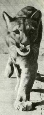 Мир животных Том 1 - i_239.jpg