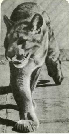 Мир животных Том 1 - i_241.jpg