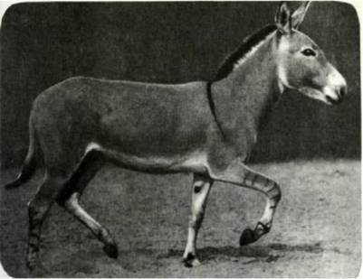 Мир животных Том 1 - i_261.jpg