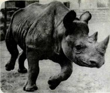 Мир животных Том 1 - i_270.jpg