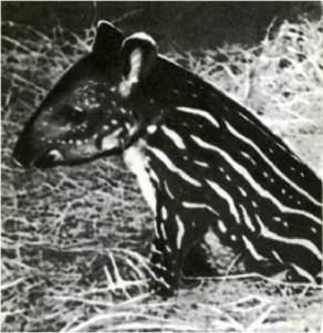 Мир животных Том 1 - i_278.jpg