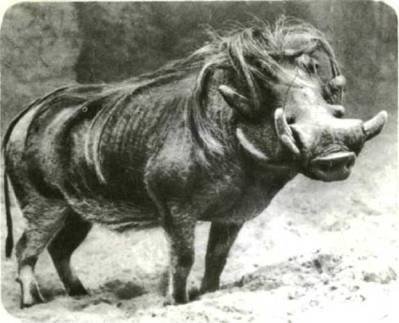 Мир животных Том 1 - i_295.jpg