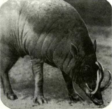 Мир животных Том 1 - i_298.jpg