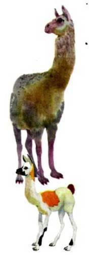 Мир животных Том 1 - i_315.jpg