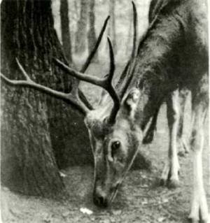 Мир животных Том 1 - i_326.jpg