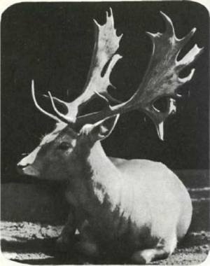 Мир животных Том 1 - i_329.jpg