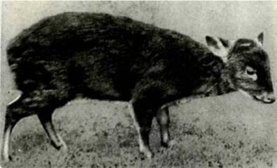 Мир животных Том 1 - i_346.jpg