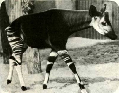 Мир животных Том 1 - i_348.jpg