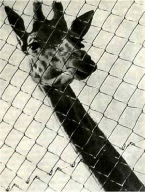 Мир животных Том 1 - i_351.jpg