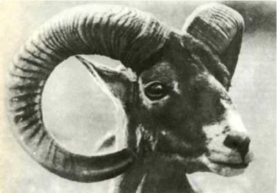 Мир животных Том 1 - i_389.jpg