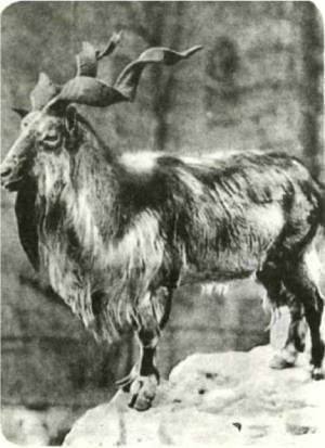 Мир животных Том 1 - i_399.jpg