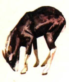 Мир животных Том 1 - i_401.jpg