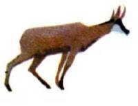 Мир животных Том 1 - i_402.jpg