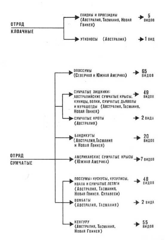 Мир животных Том 1 - i_403.jpg