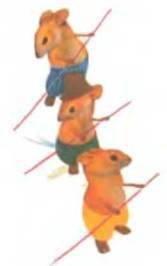 Рукокрылые, приматы, неполнозубые, панголины, зайцеобразные, грызуны, китообразные, ластоногие, трубкозубые, даманы, сирены и хоботные - i_063.jpg