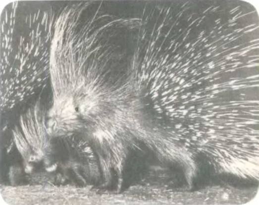 Рукокрылые, приматы, неполнозубые, панголины, зайцеобразные, грызуны, китообразные, ластоногие, трубкозубые, даманы, сирены и хоботные - i_076.jpg