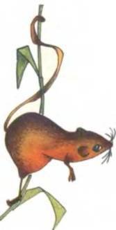 Рукокрылые, приматы, неполнозубые, панголины, зайцеобразные, грызуны, китообразные, ластоногие, трубкозубые, даманы, сирены и хоботные - i_091.jpg